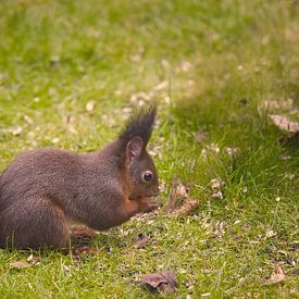 Eichhörnchen im Garten von Carl-Ludwig Principe