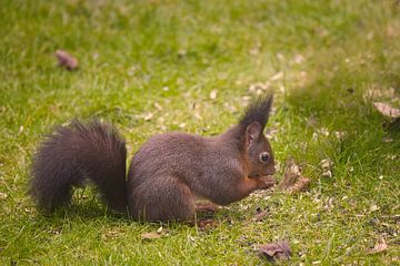 Écureuils dans le jardin sur Carl-Ludwig Principe