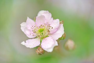 Nahaufnahme einer rosa Blume von Inge Smulders