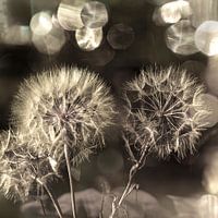 Zilveren Pluizenbollen