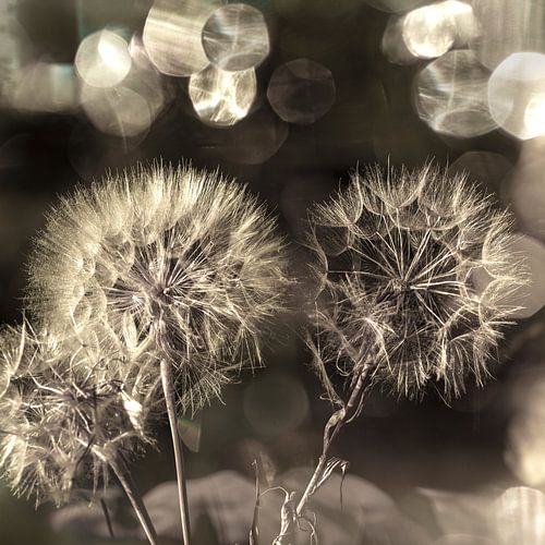 Zilveren Pluizenbollen