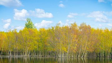 Berkenbos in het duin met berkenbomen van eric van der eijk