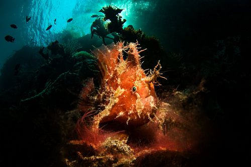 Lembeh hengelaarsvis