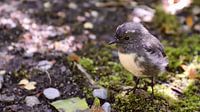 Meise: Ein kleiner Vogel in der Nähe von Eglington Valley auf der Südinsel in Neuseeland (Miromiro) von Be More Outdoor Miniaturansicht