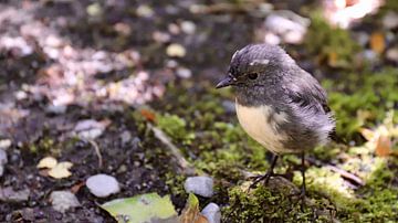 Tomtit: A small bird near Eglington Valley on the South Island in New Zealand (Miromiro) by Be More Outdoor