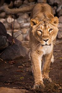 De blik van een roofdier is een leeuwin met heldere ogen. van Michael Semenov