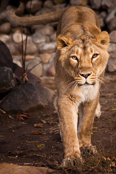 Le regard d'un prédateur est celui d'une lionne aux yeux clairs. par Michael Semenov