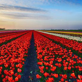 Mooi rood tulpenveld tijdens de zonsondergang van John Leeninga