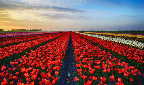 Mooi rood tulpenveld tijdens de zonsondergang