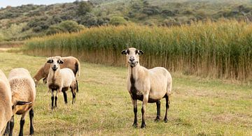 Schafe in den Dünen von Walcheren von Percy's fotografie