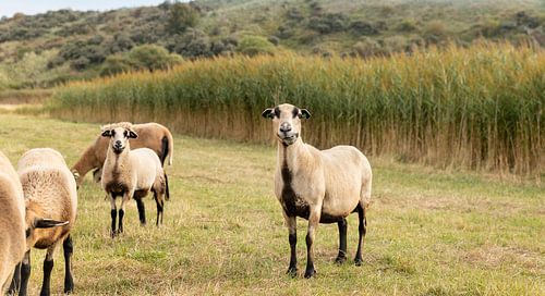 Schapen in de duinen van Walcheren