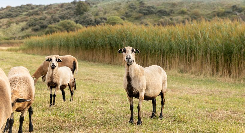 Sheep in the dunes of Walcheren by Percy's fotografie