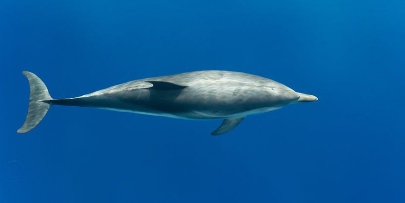 Dolfijn net onder het wateroppervak van Bob de Bruin