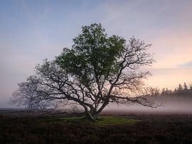 Ermelose heide in de ochtend