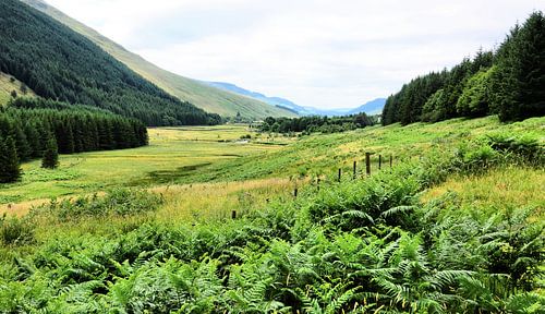 Im Moffat Water Valley