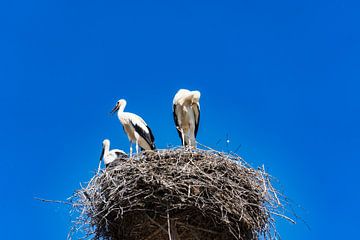 Jeugdige ooivaars in het nest van Jan Van Bizar