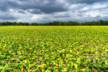 Wide view over a sugar beet field on a cloudy summer day.