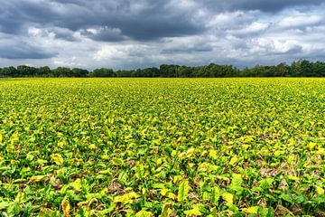 Wide view over a sugar beet field on a cloudy summer day. by John Duurkoop