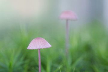 mooie herfst ochtend van Teus Kooijfotografie