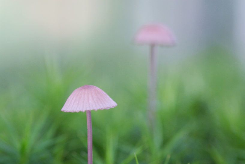 mooie herfst ochtend par Teus Kooijfotografie