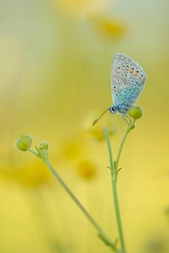 Vlinder: icarusblauwtje (Polyommatus icarus) bijna opgewarmd