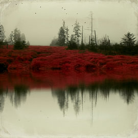Surrealer Herbst im Moor von Dirk Wüstenhagen