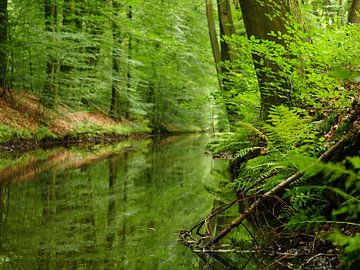 Groene spiegeling by Leonie de Wilde