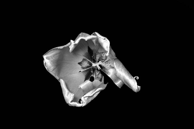 bearbeitete Makroaufnahme einer Tulpe am Ende ihrer Blüte schwarz-weiß von Ribbi
