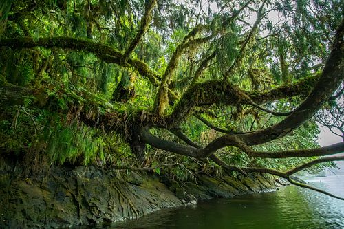 Betoverd bos: Moslandschap in Nieuw-Zeeland