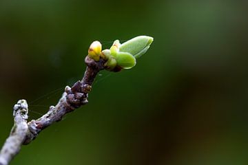Knoppen komen uit de plant in het vroege voorjaar van Suzanne Schoepe