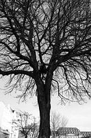 Tree in winter