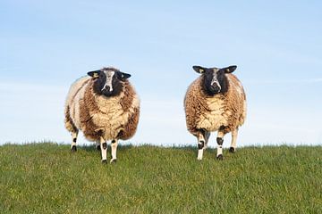 Twee nieuwsgierige schapen op de dijk van Margreet Riedstra