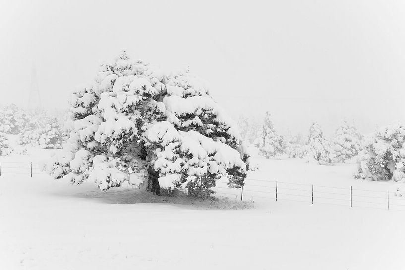 Lone tree by Angelique Faber