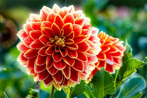 Dahlia bloem met bokeh