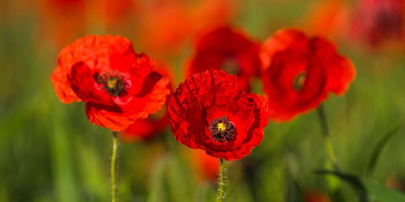 Red Poppy by Monika Scheurer