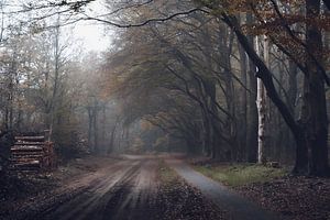 Zandweg met overhangende bomen in de herfst met houtstapel
