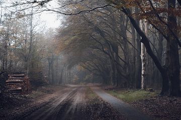 Zandweg met overhangende bomen in de herfst met houtstapel van Robert Jan Smit