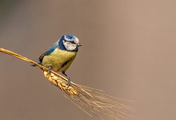 Blaumeise auf Gerstenzweig