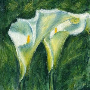 Zwei Calla-Lilienblüten