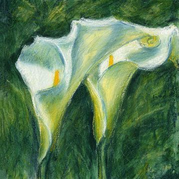 Zwei Calla-Lilienblüten