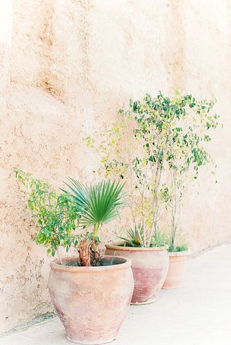Terracotta plant pots with plants for a terracotta wall in Morocco