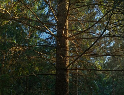 Zonsopkomst Dwingelderveld - Drenthe (Nederland) van Marcel Kerdijk
