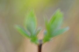 Delicate knop van Karin Jähne