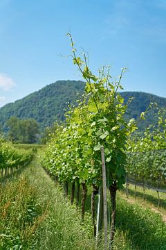 Weinanbau nahe dem Ort Dürnstein in der Wachau in Österreich