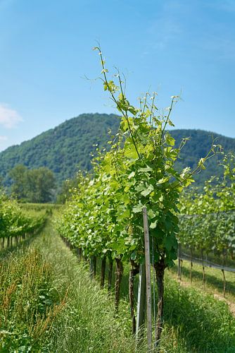 Viticulture près du village de Dürnstein dans la Wachau en Autriche