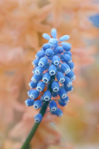 De lente is kleurrijk