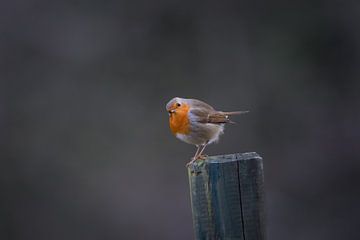 Robin on a pole by Andre Gerbens