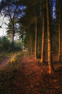 Bospad bomen heide van wsetten