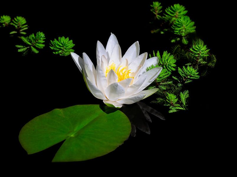 Nénuphars blancs en fleur dans un étang par ManfredFotos