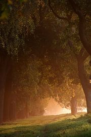 Bäume bei Sonnenaufgang von Jana Behr